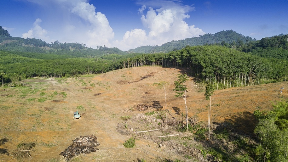 The Drive Of Deforestation From Mining Projects